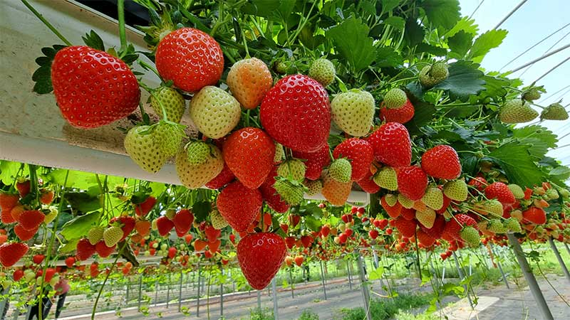 Benefits of Hydroponic Strawberries