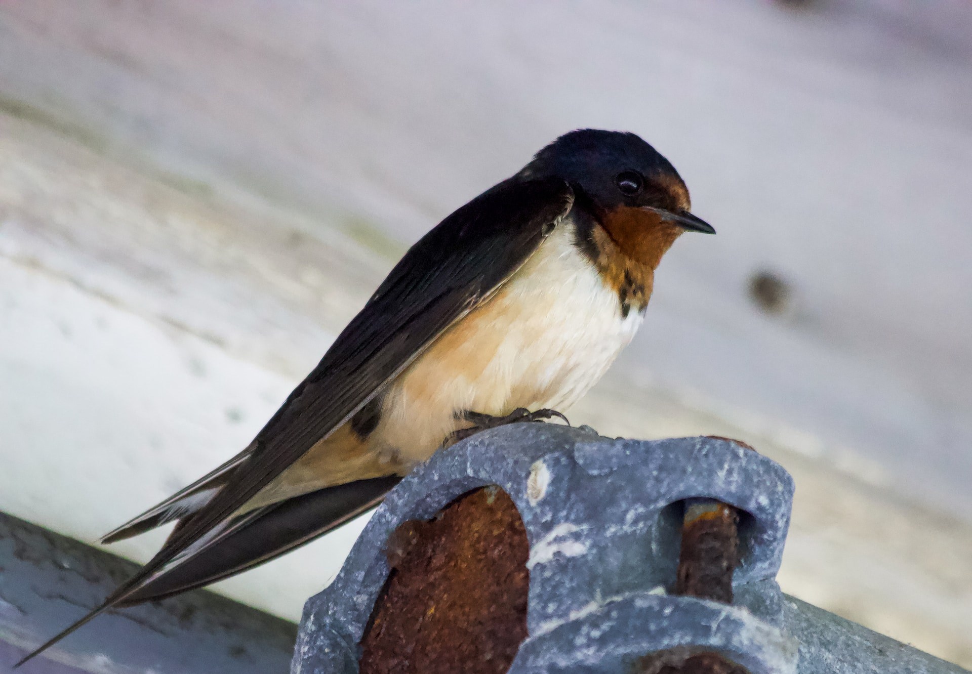 are barn swallows aggressive