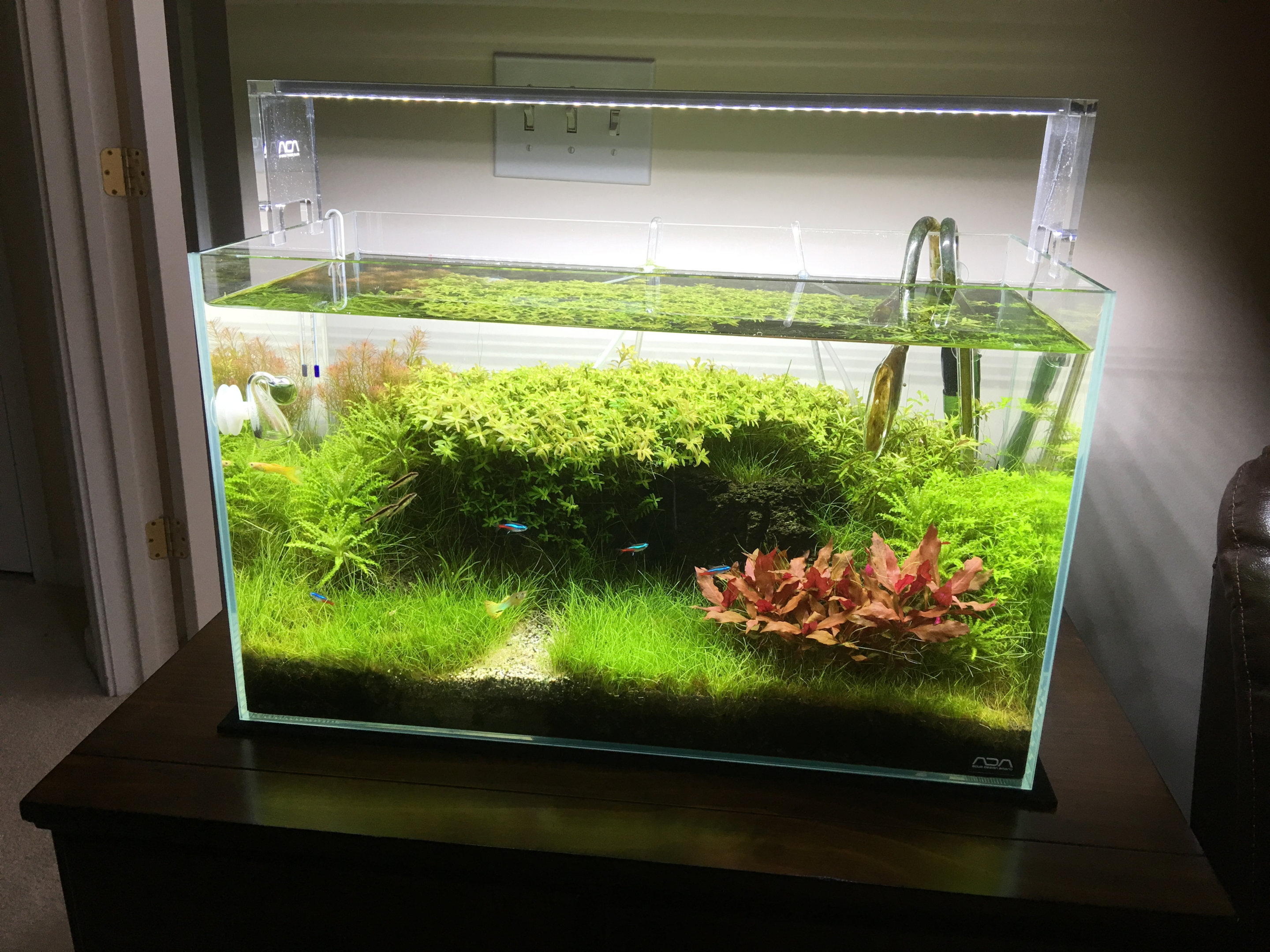 Planted tank by Chandra Sekhar Veera