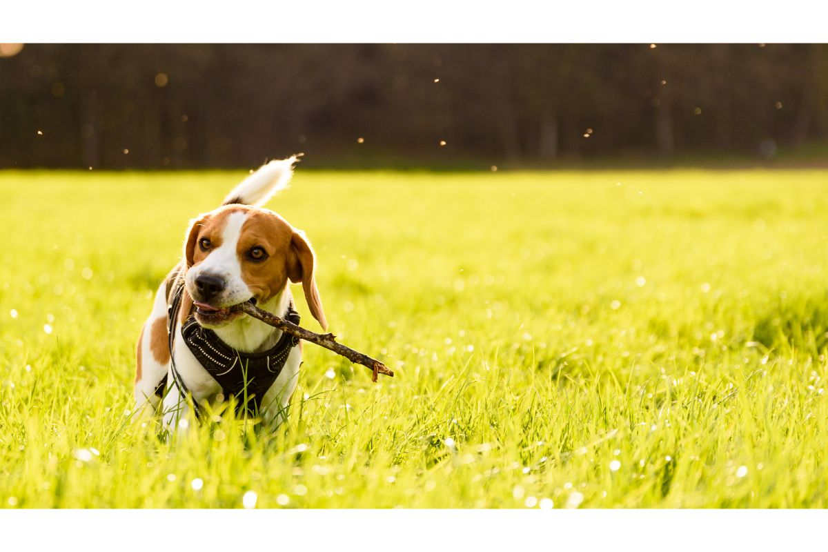 Chasing nature of Beagles