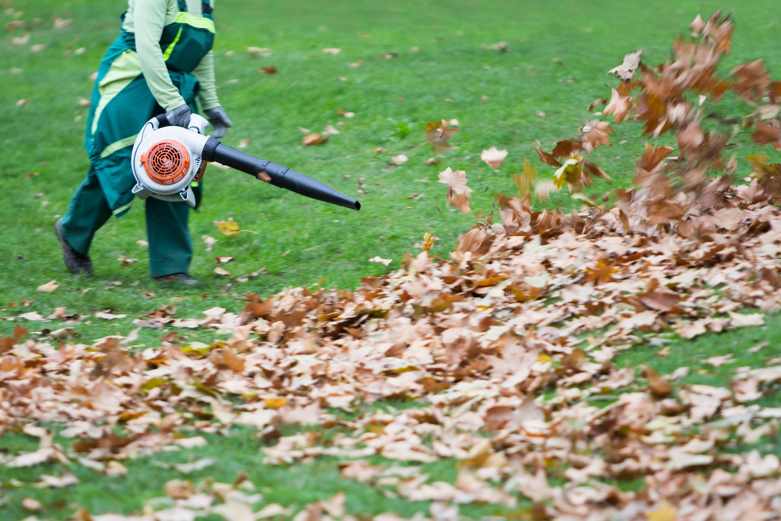 Fall Clean Up, fallen leaves, fall yard cleanup