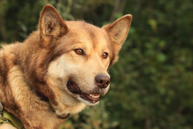 dog, sled dog, alaska