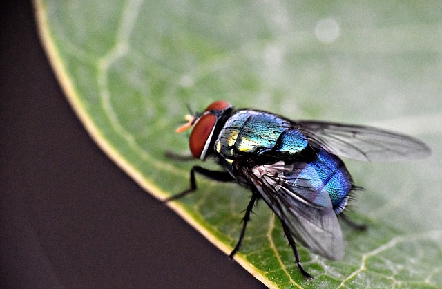 housefly, insect, fly