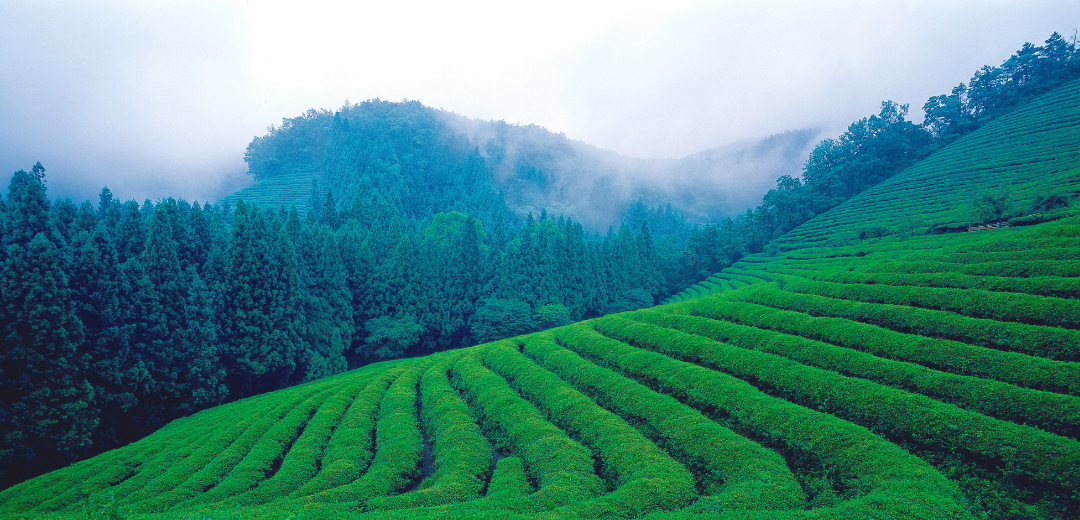 Uji, Kyoto, berceau de la meilleure poudre de thé vert matcha au monde