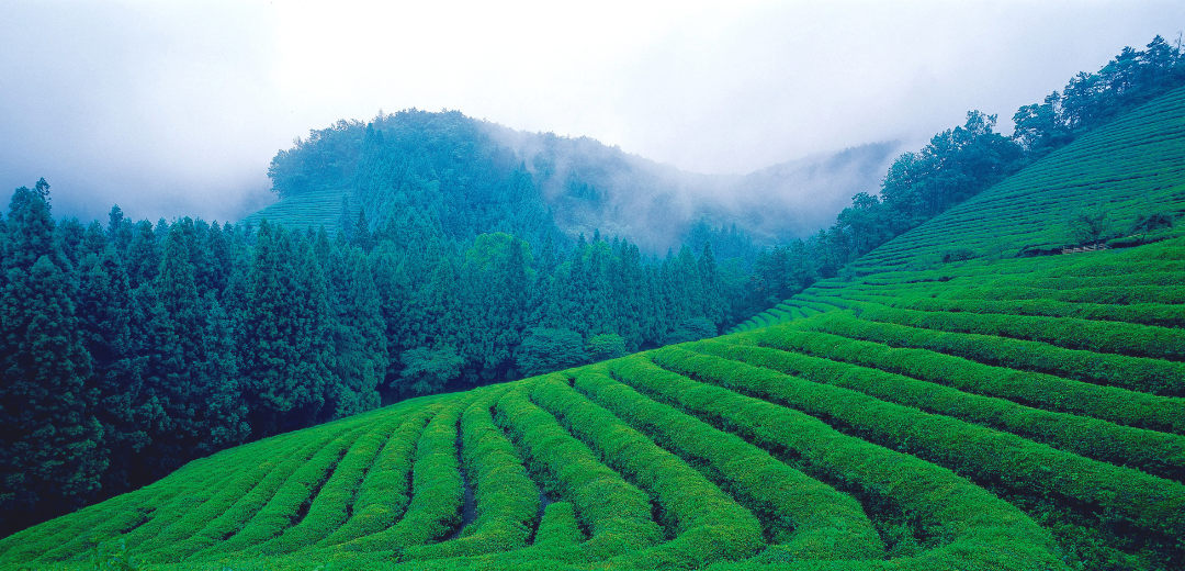 Uji, Kioto, hogar del mejor polvo de té verde matcha del mundo