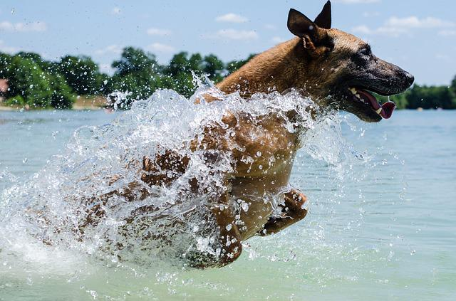 malinois, dog, water