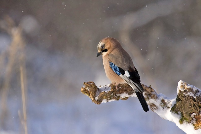 jay, bird, branch