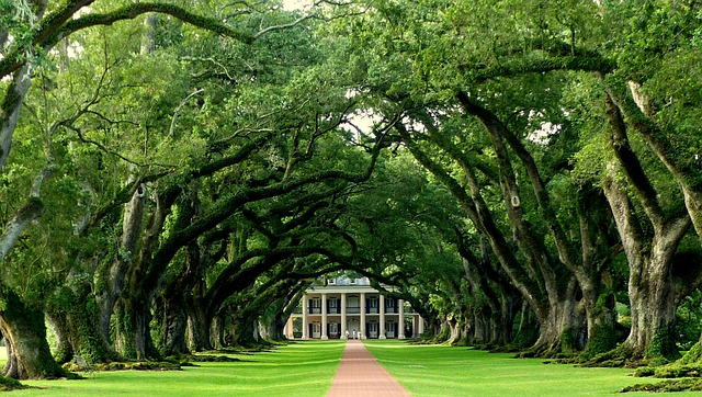 oak, path, park, Louisiana, country, tourism, low prices, interested in history, rent locations, New Orleans tourism, great deals on vacation spots, rising home values, real estate investors, investment property