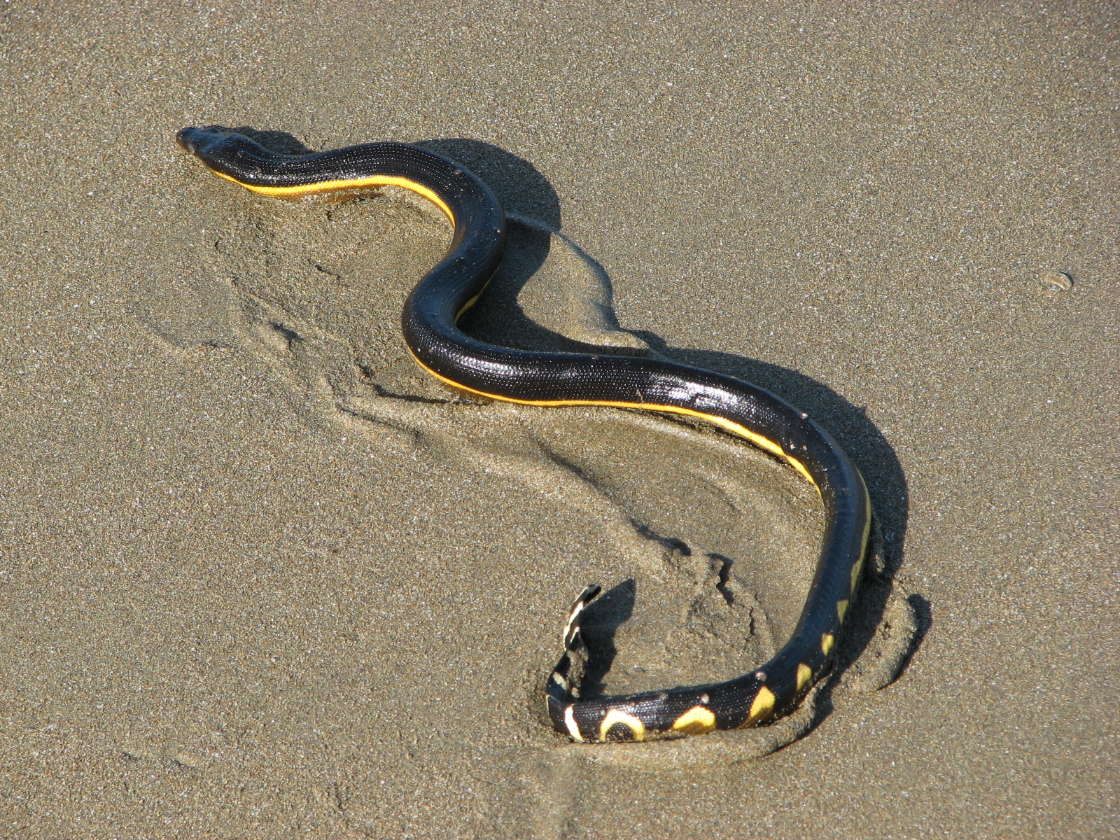 sea snake 