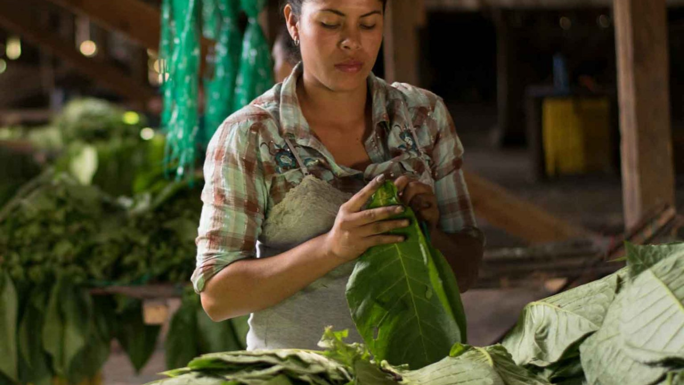 How They Compare to Nicaraguan Cigars