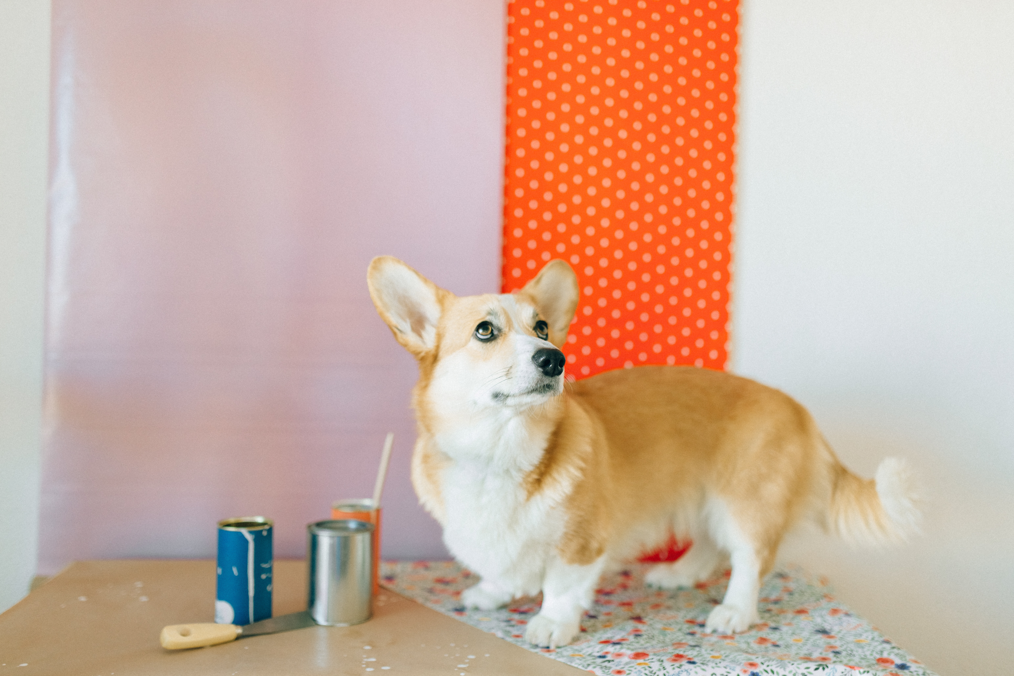 A senior Pembroke Welsh Corgi playing with cans.