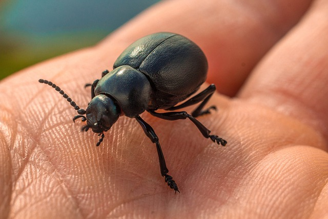 beetle, nature, hand