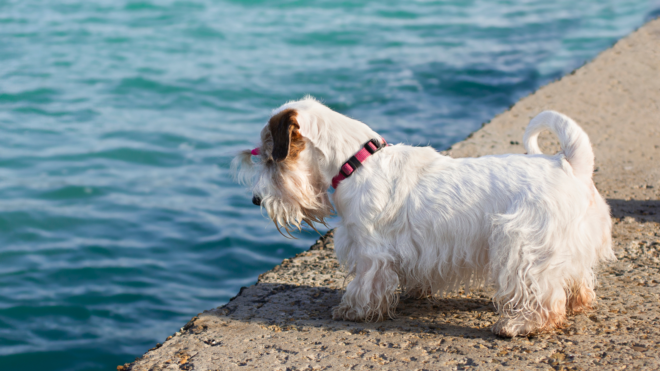 A Sealyham Terrier standing by some water