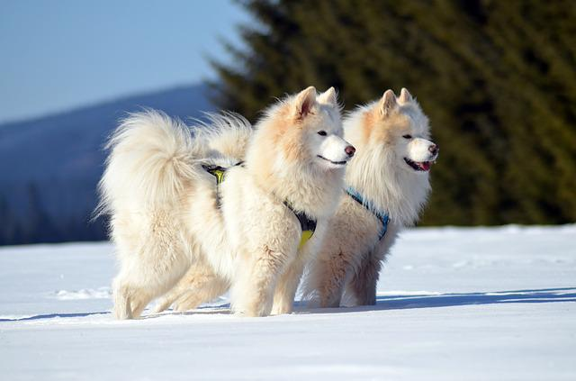 samoyed, dog, sled dog