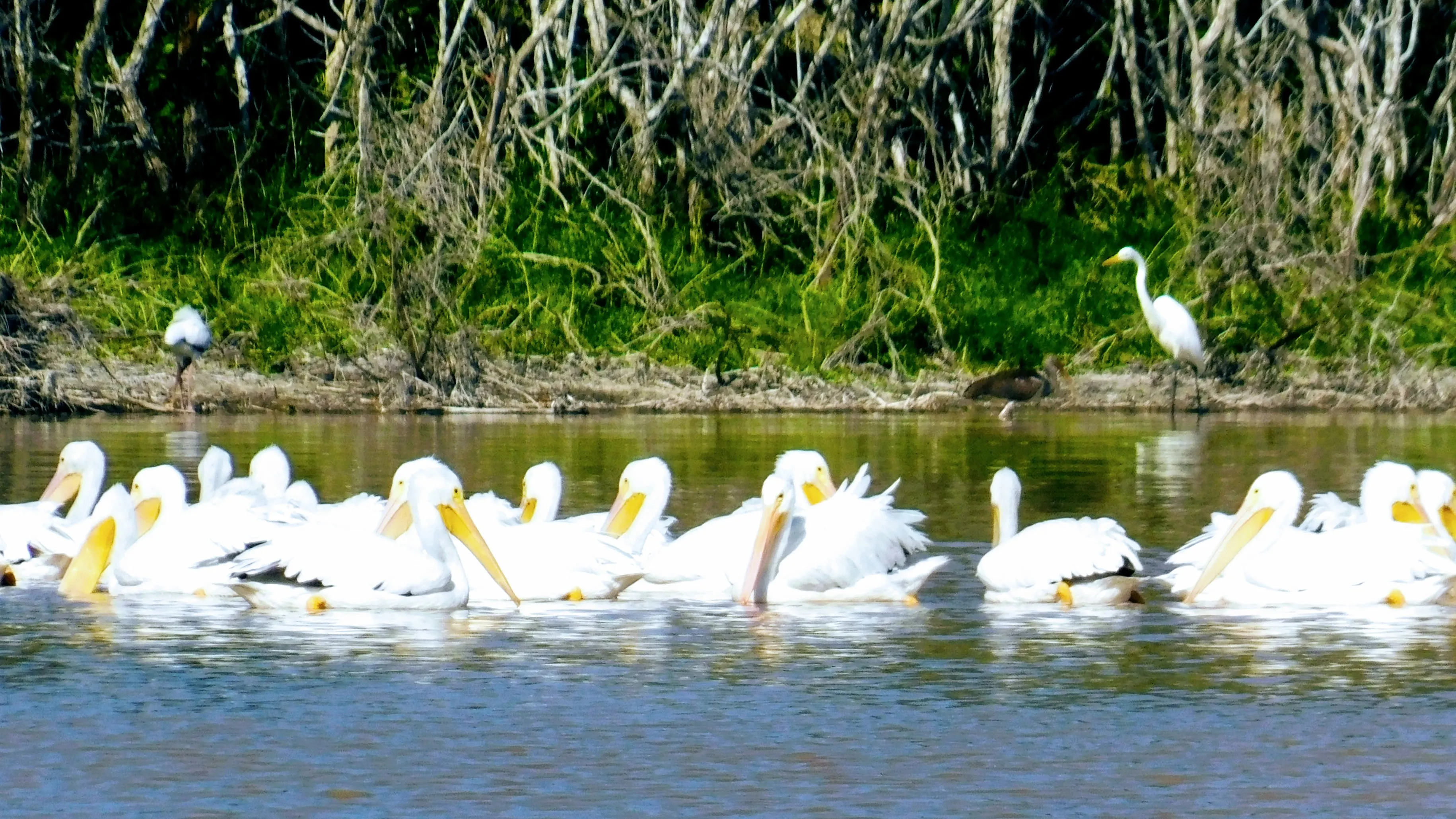 Favorite Florida Bird Watching Spots