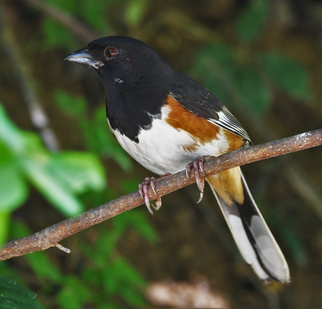 bird, towhee, Birds that start with E