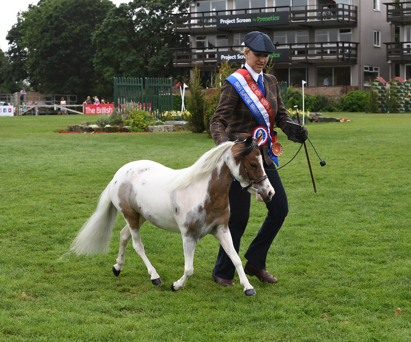 Mini horse in a competition