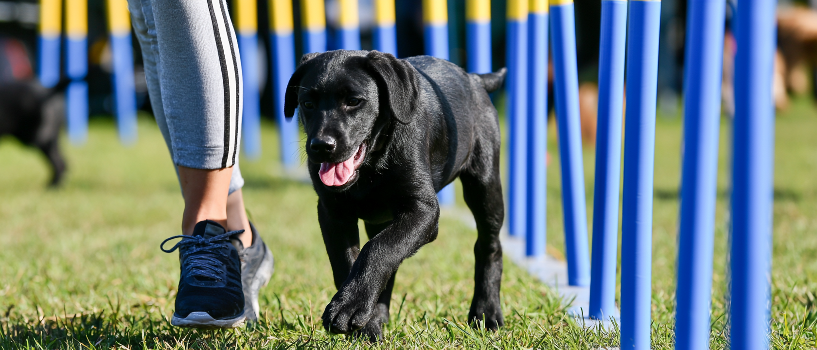 Common dog agility obstacles, weave poles, agility training