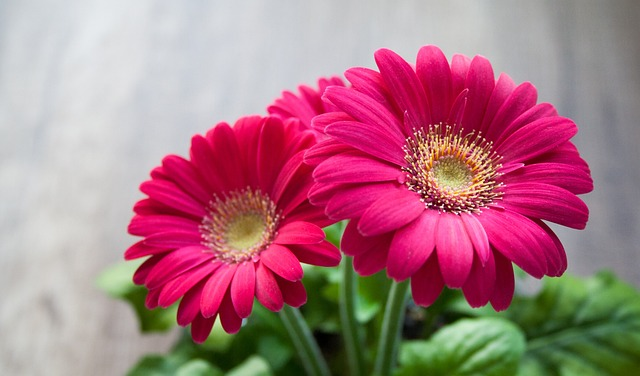 flower, spring, summer