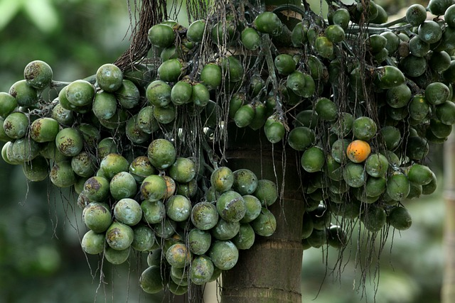 areca nut, seeds, tree