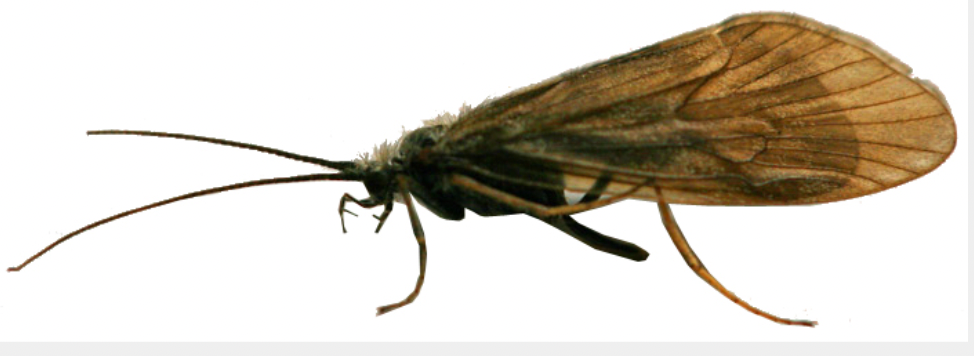 The Humble Caddis Fly - Salmon Supper