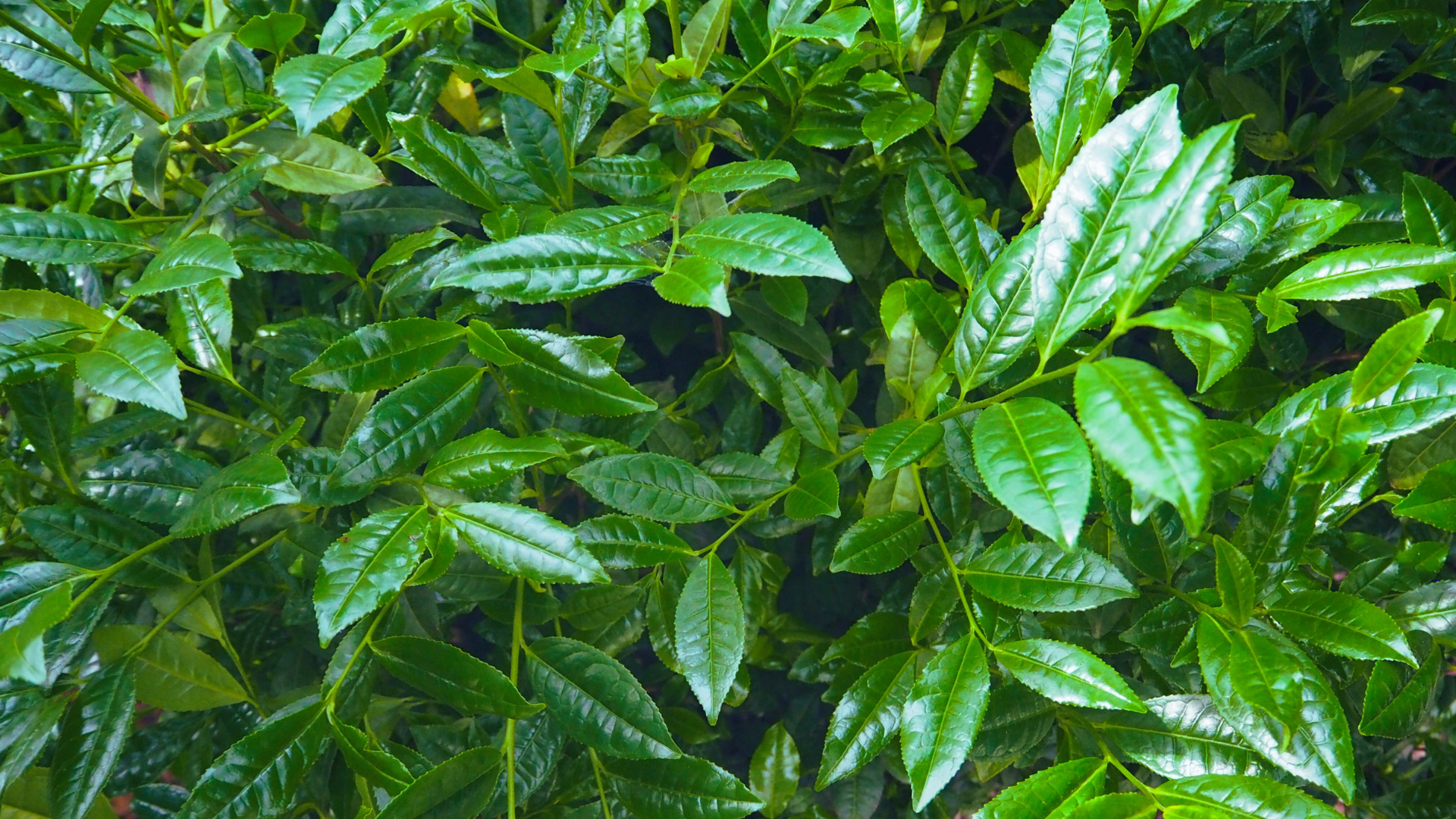 Shaded green tea leaves before harvest.