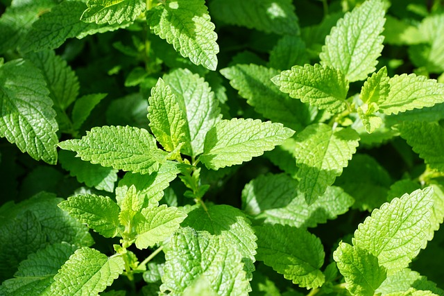 mint, green, culinary herbs