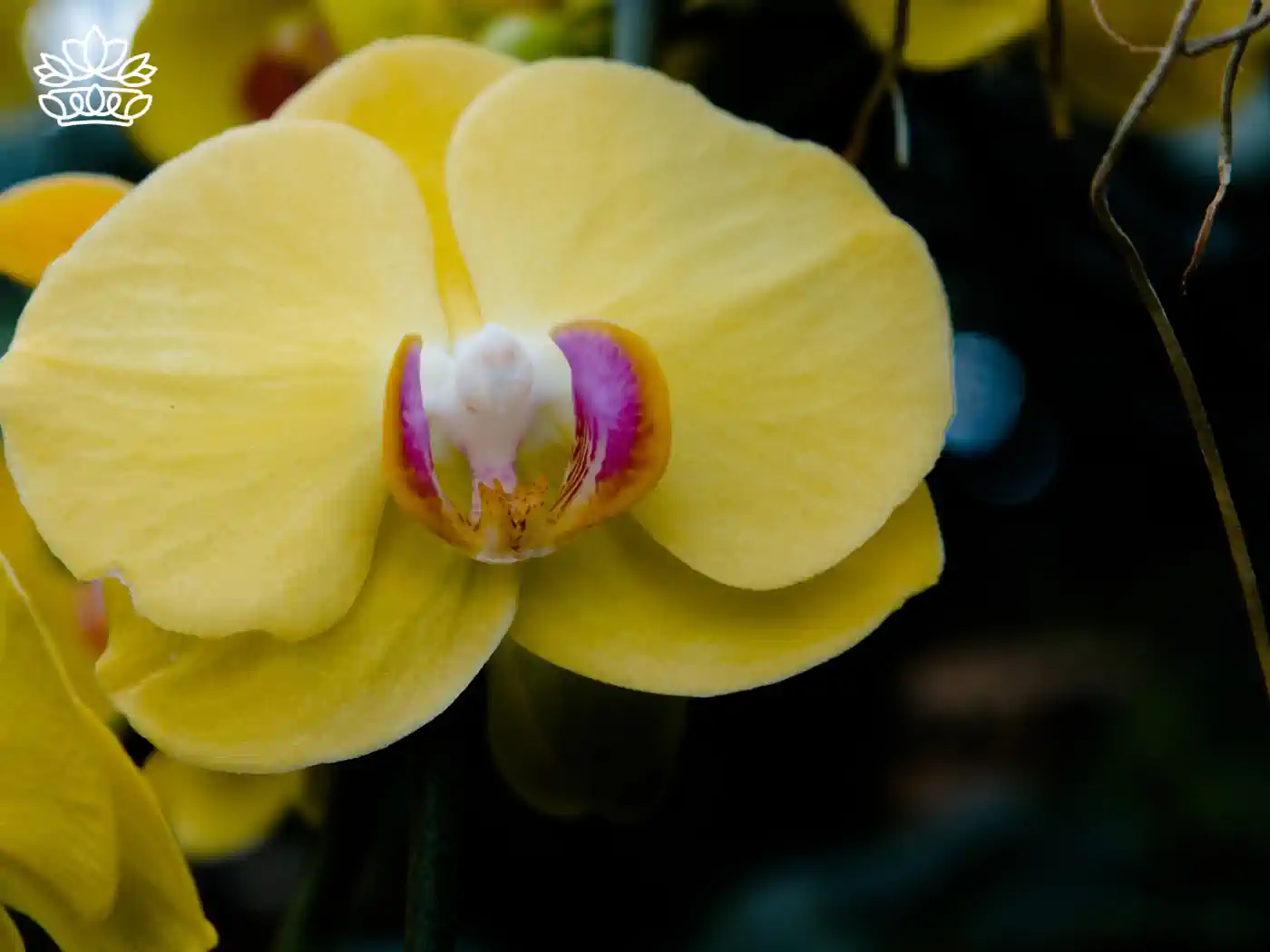 A single yellow orchid in bloom with a pink and white centre. Fabulous Flowers and Gifts - Orchids Collection.
