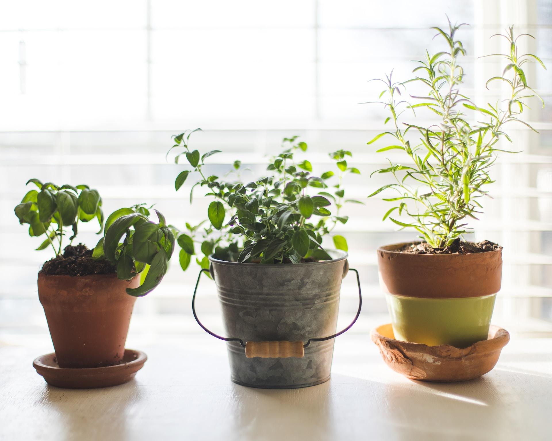 Choose the Right Containers for your indoor garden