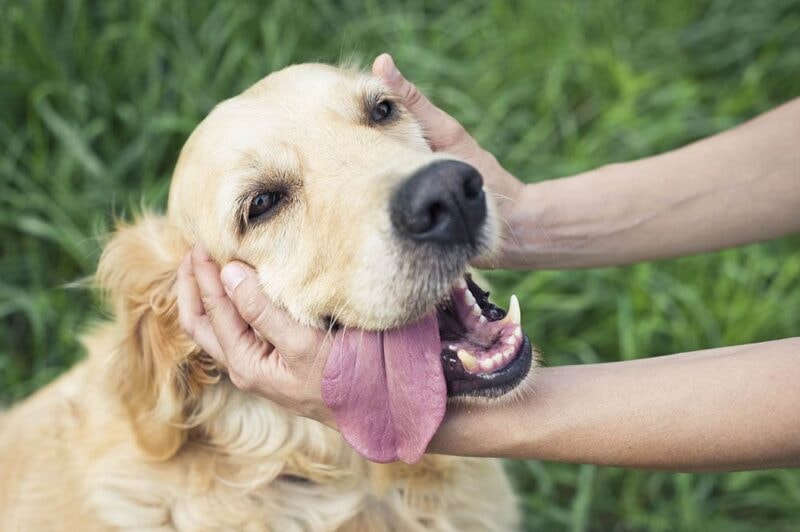 Introducing Your Dog to Visitors During the Holidays