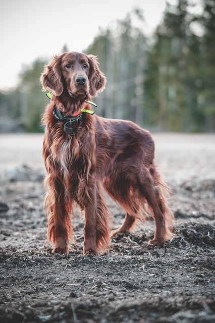 dog, irish, setter