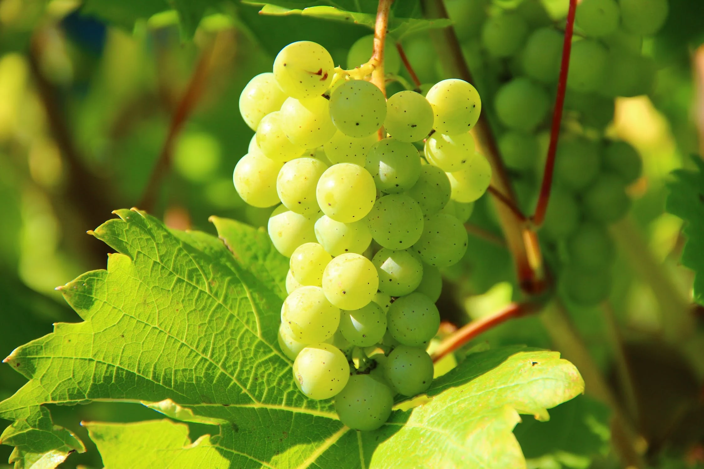 wine grapes, winemakers federation