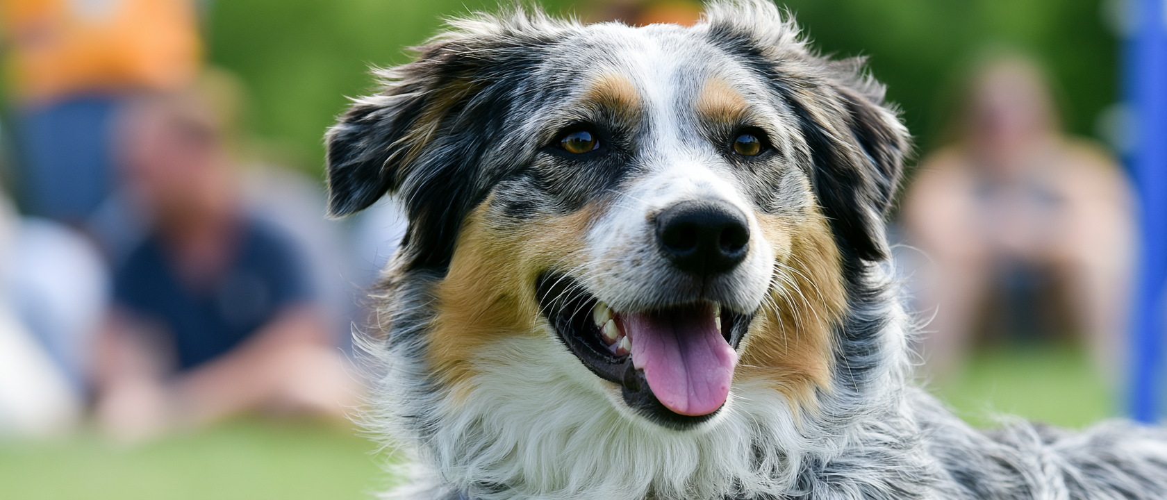 What happens in agility classes?
