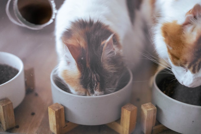 Cat eating outlet beans