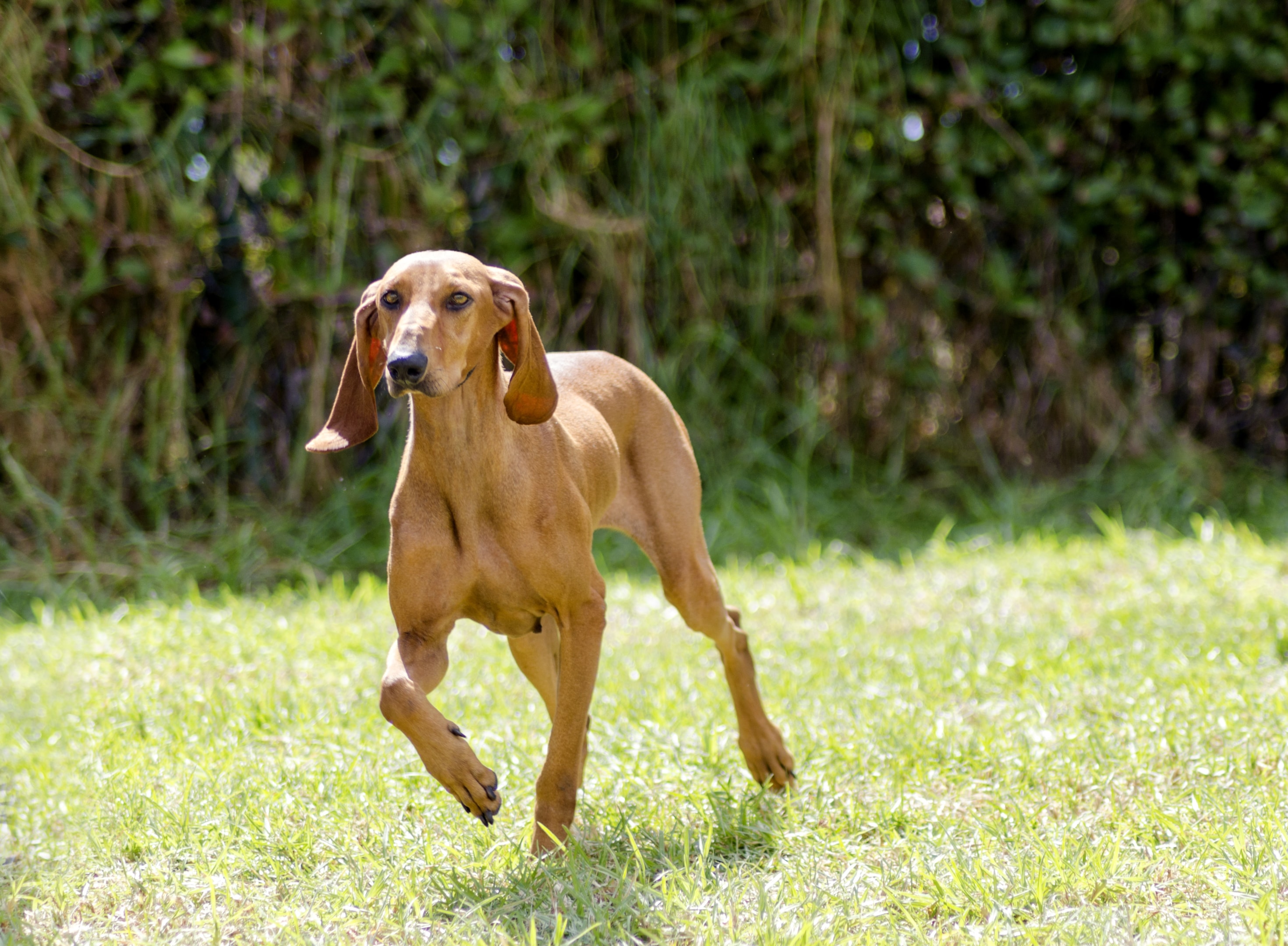 An adult Segugio running outside
