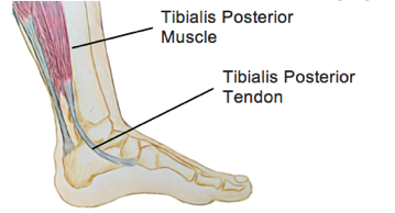 Detailed view of the tibialis posterior muscle and tendon showing it's attachment point to the midfoot.