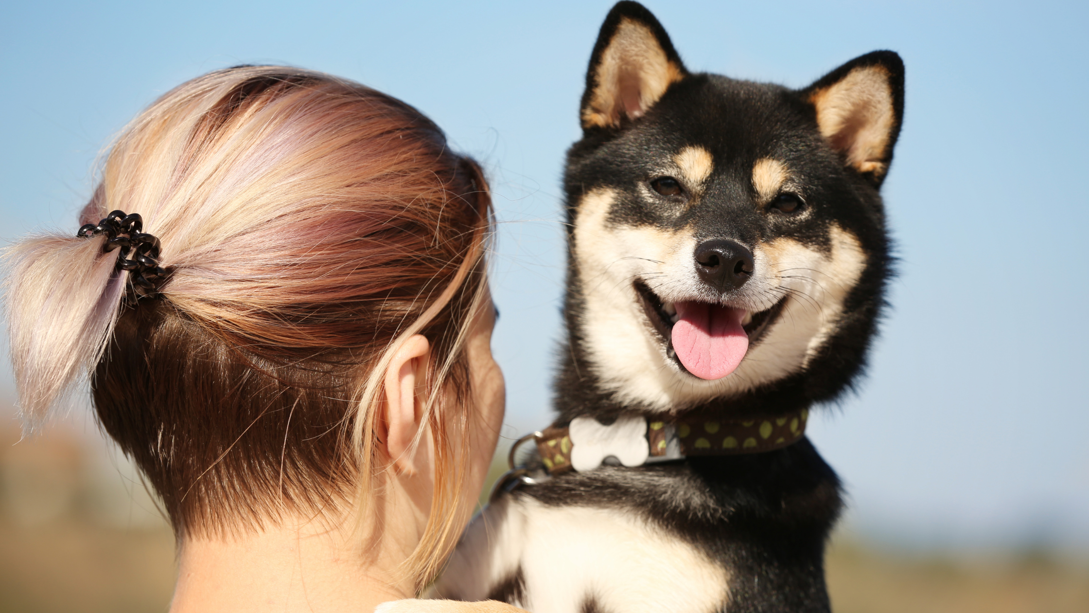 A happy shiba being held by his owner