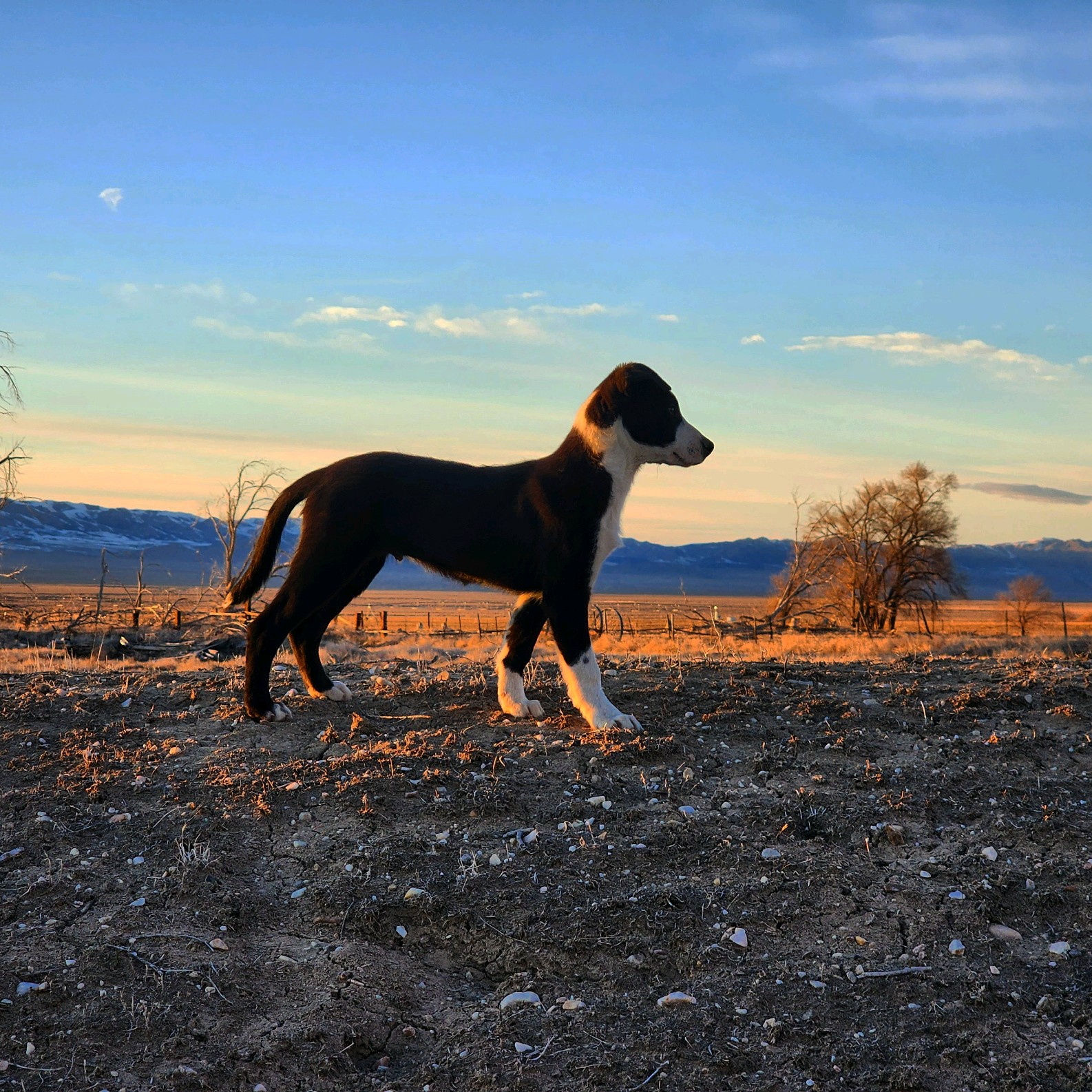 Photo provided by: Annie Young - AY Stock Dogs-Border Collie