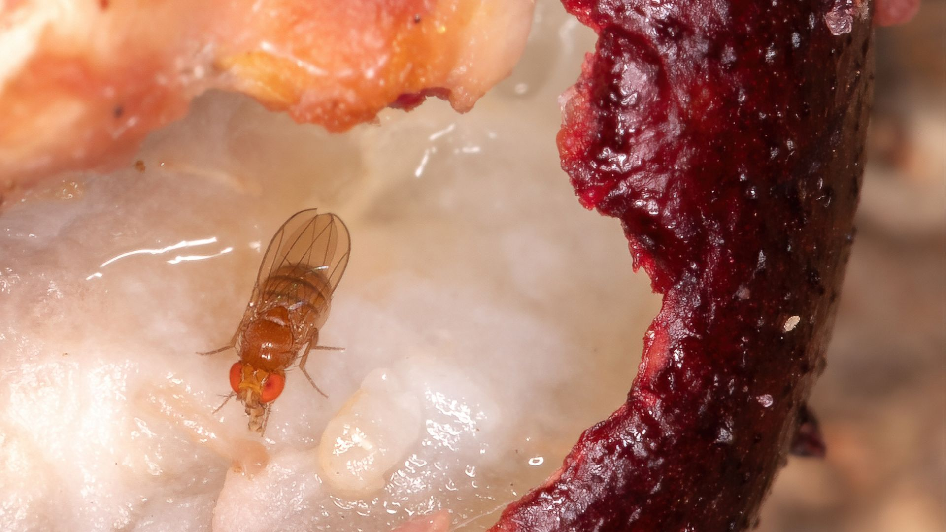 An image of a fruit fly eating rotten fruit.