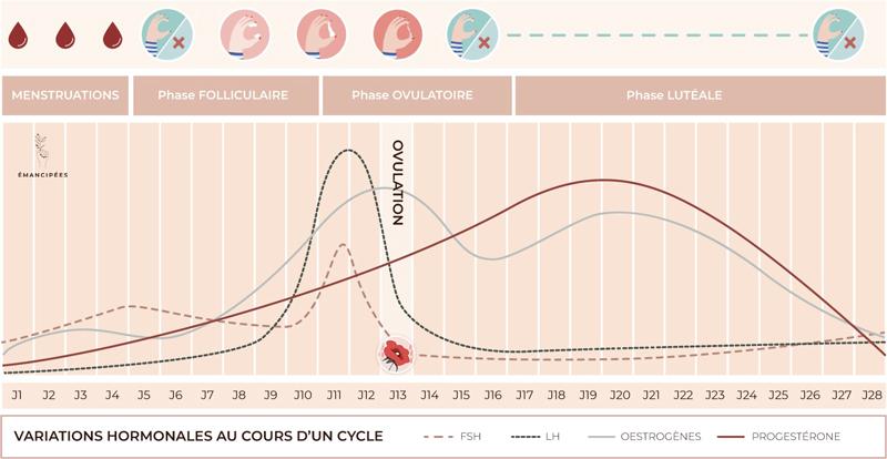 cycle menstruel