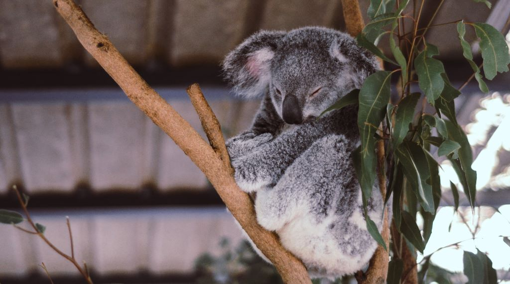 Lone Pine Koala Sanctuary, Brisbane, Queensland, Australia