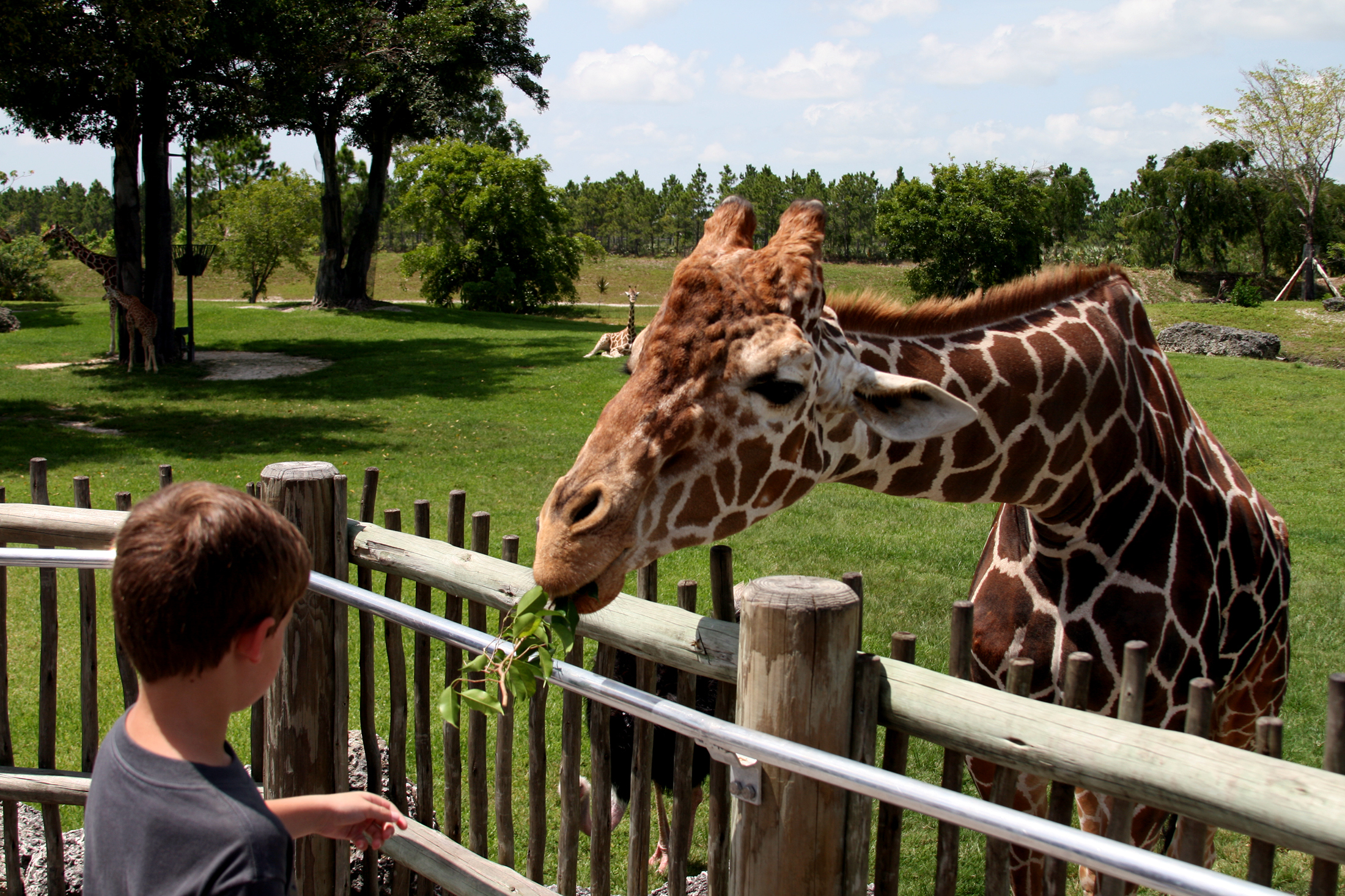 A young boy feeding leaves to a giraffe 