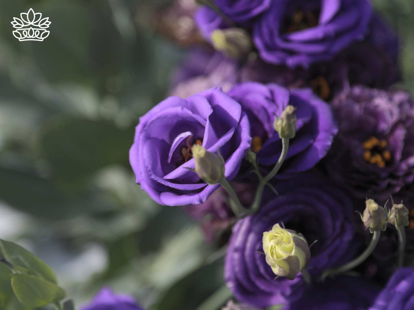 Vivid purple lisianthus flowers in full bloom, showcasing their intricate petals and deep colors, ideal as cut flowers and flowering plants. These lisianthus are perfect for those looking to plant seeds outdoors, enhancing any garden. Part of the Lisianthus Collection at Fabulous Flowers and Gifts.