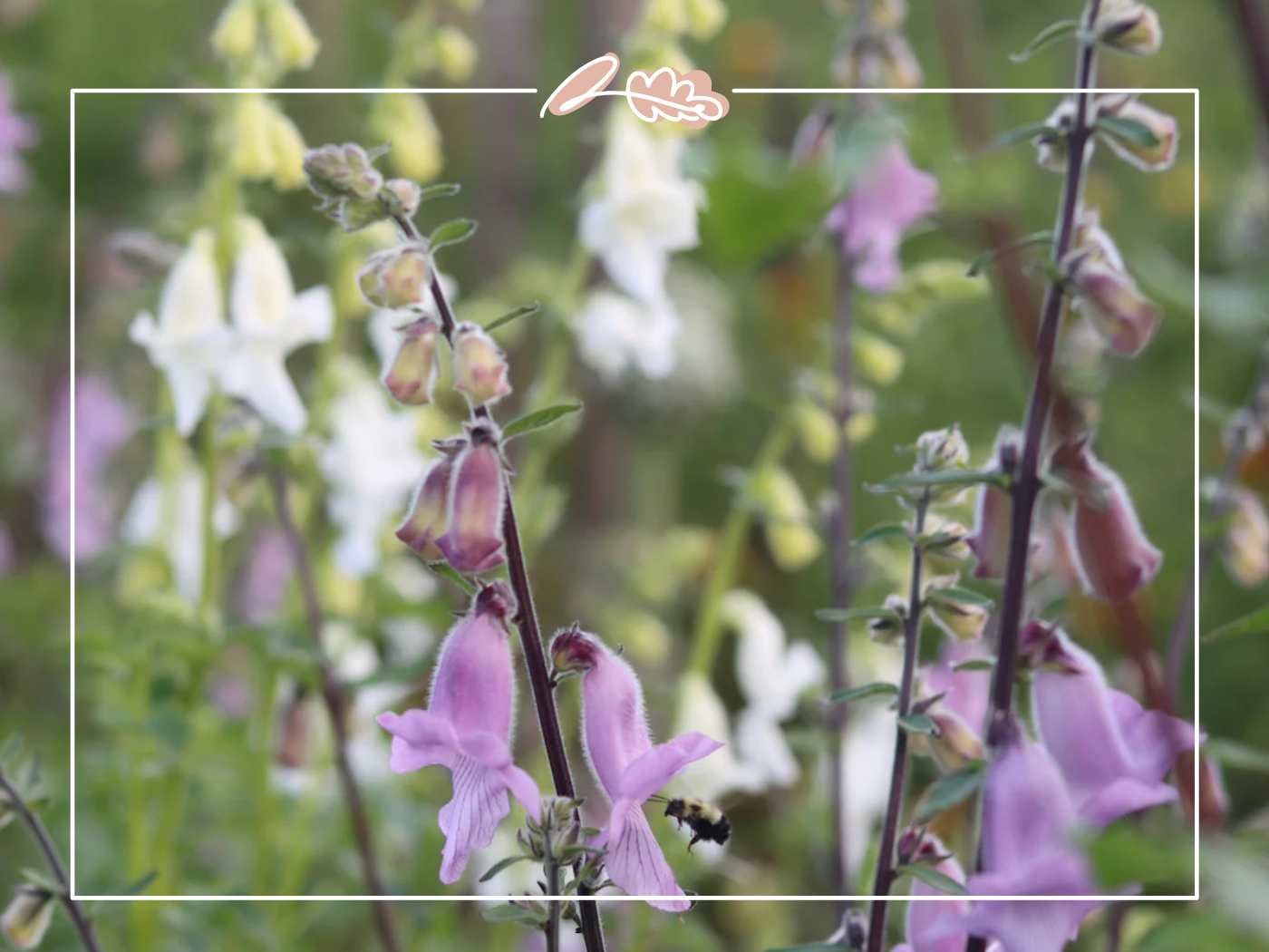 Bee on soft purple wildflowers with white blooms blurred in the background (Flowers of South Africa)