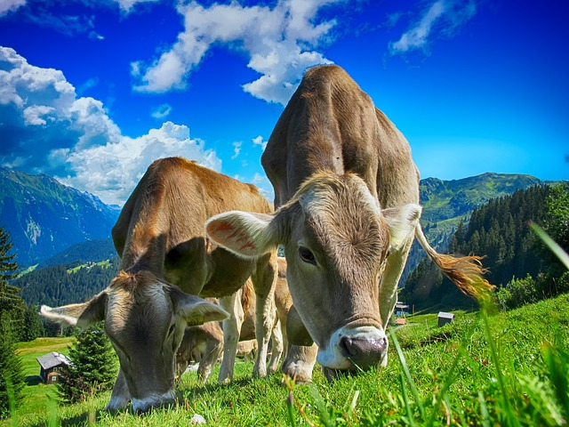 cows, cattle, farm