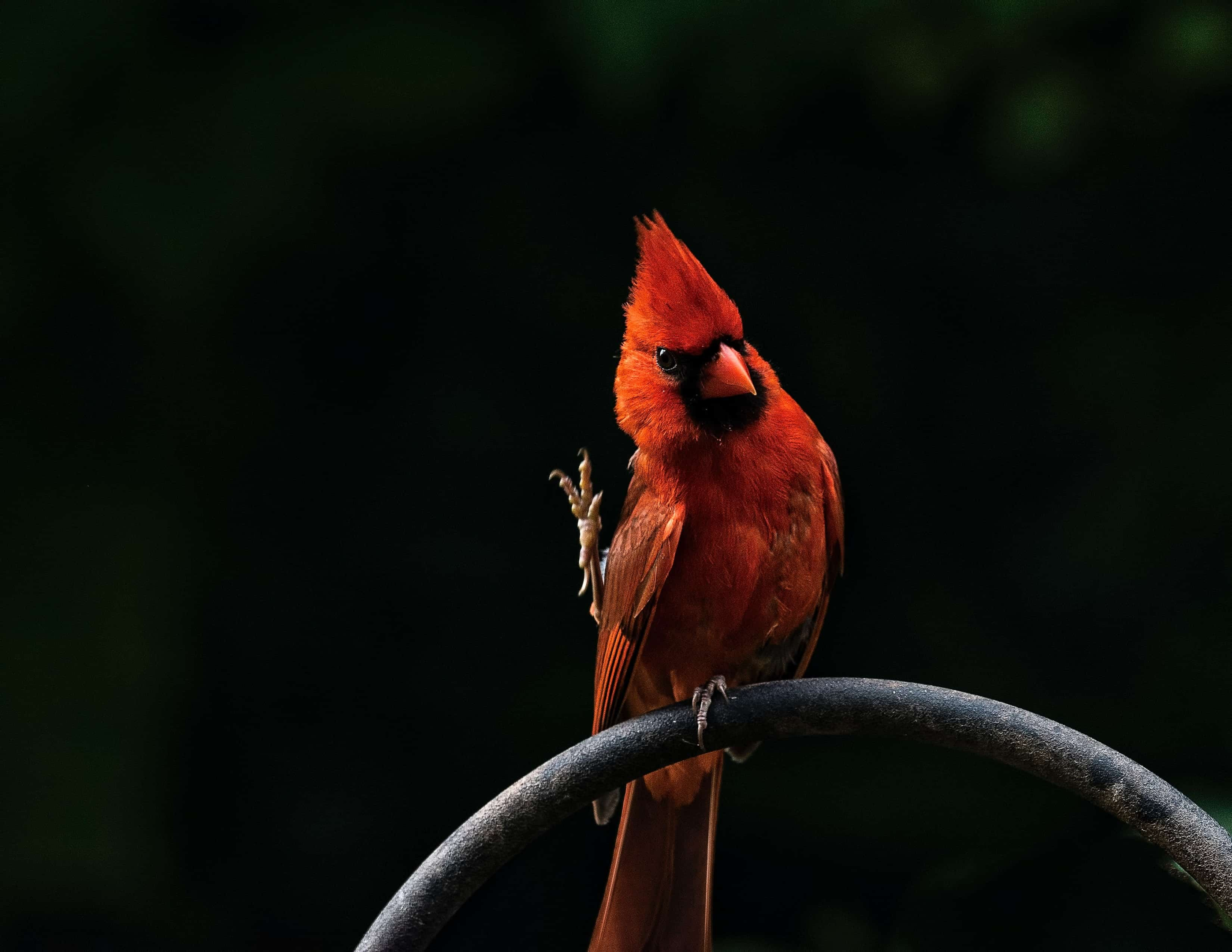Are Cardinals A Sign From God
