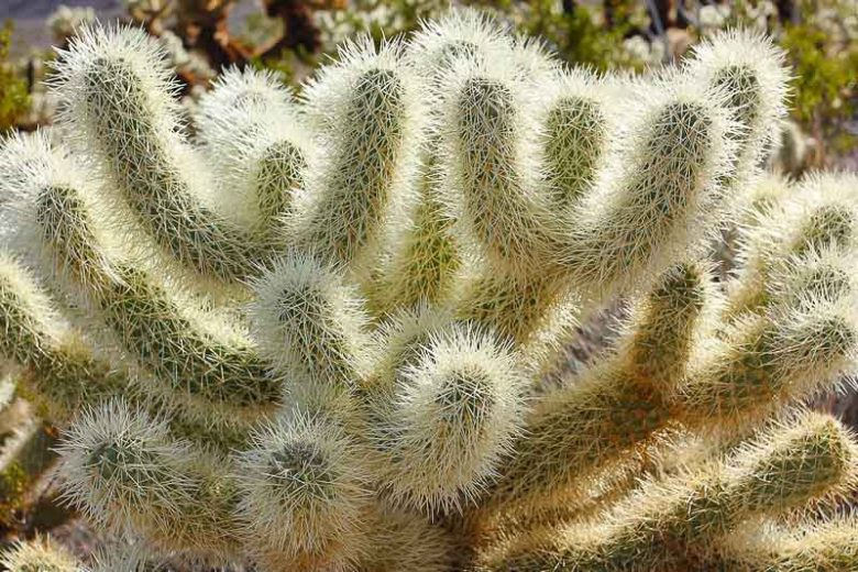 teddy bear cactus, opuntia bigelovii