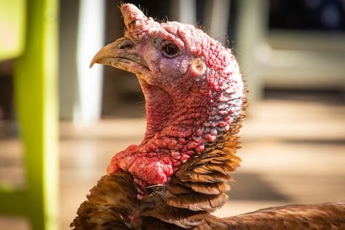 Wild turkeys become scarce in the lead-up to Thanksgiving in CT. They know what's coming.