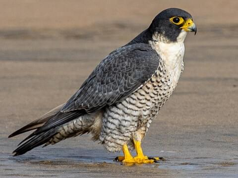 peregrine falcon