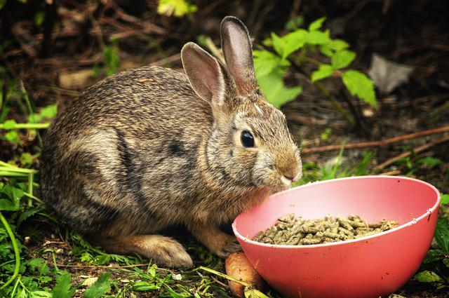 Rabbit eating food